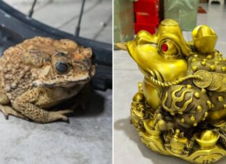 The Three Creatures of Fortune: Their Frightful Appearances Bring Good Fortune