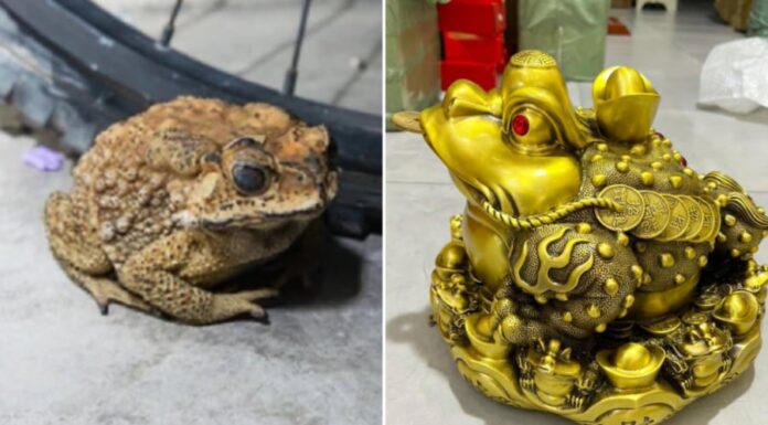 The Three Creatures of Fortune: Their Frightful Appearances Bring Good Fortune