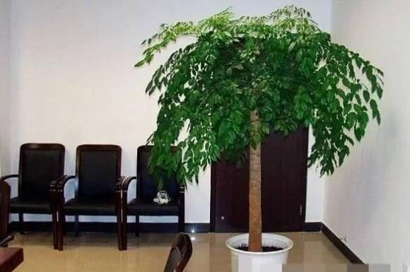 The Ancestral Lesson: Two Types of Trees Bring Prosperity and Fortune to Your Home