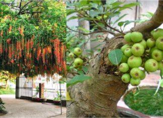 The Fortune God’s Favorite Plants: 4 Greenery to Attract Wealth and Prosperity