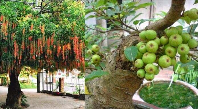 The Fortune God’s Favorite Plants: 4 Greenery to Attract Wealth and Prosperity