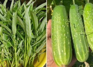 5 Vegetables and Fruits That Are Most Likely to Be Chemical-Laden, and 4 Safer Alternatives