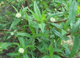 The Magic of Black Goji: A Superfood with Surprising Benefits.