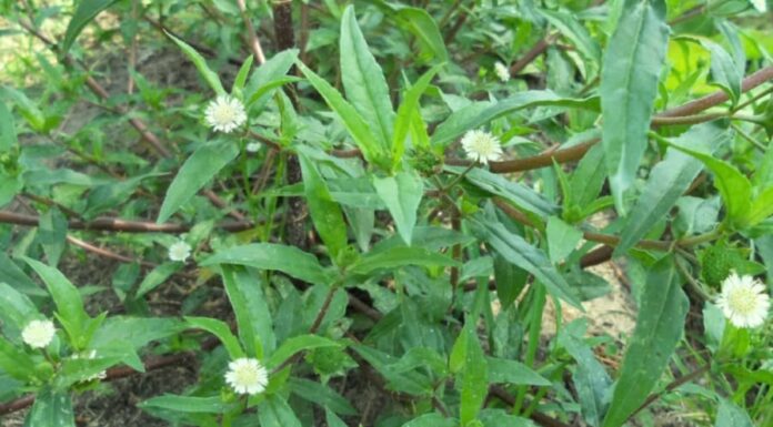 The Magic of Black Goji: A Superfood with Surprising Benefits.