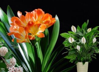 6 Shade-Loving Plants With Vibrant Blooms: Brighten Up Your Home With Year-Round Color