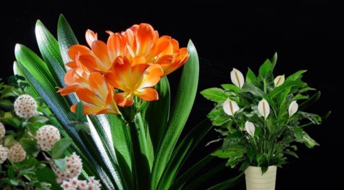 6 Shade-Loving Plants With Vibrant Blooms: Brighten Up Your Home With Year-Round Color