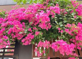 Perennial Bougainvillea Blooms: The Ultimate Watering Guide for Beginners.