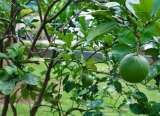 “The Secret Leaf That Prevents Hair Loss and Promotes Healthy Hair Growth”