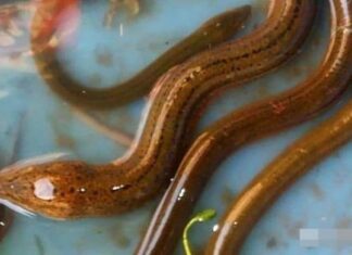 “Ancient Wisdom: Abstain from ‘Moon-Gazing Eels’, a Timeless Lesson in Frugality”