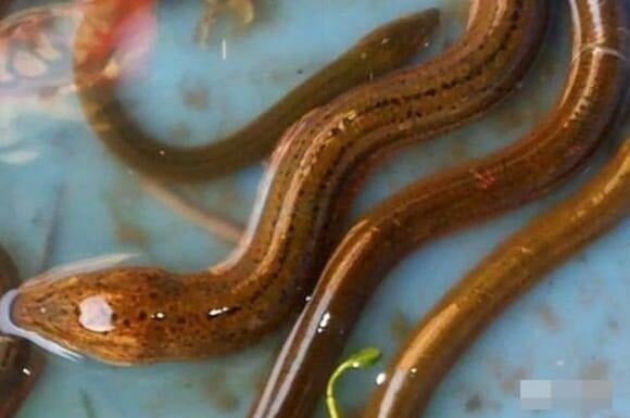 “Ancient Wisdom: Abstain from ‘Moon-Gazing Eels’, a Timeless Lesson in Frugality”