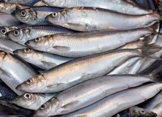 The Ultimate Fat-Busting Fish: A Common Find in Vietnamese Markets