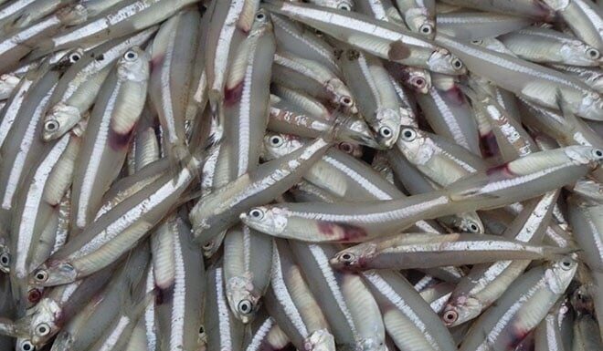 7 Types of Fish to Look Out for on Your Next Grocery Run: Superfoods That Won’t Break the Bank