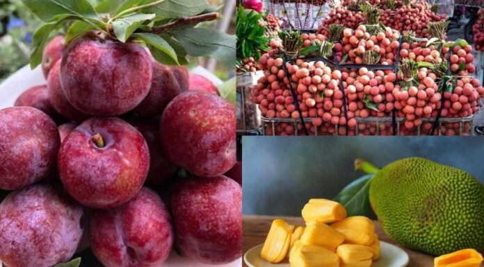 Can Eating Jackfruit, Mangoes and Lychees Cause “Internal Heat”, and Why Do Some People Break Out in Pimples After Consuming These Fruits?