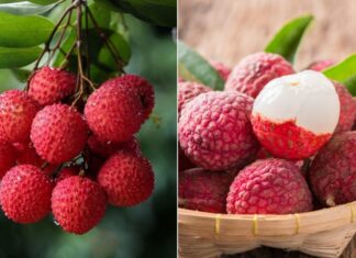 “Cooling Tips for a Refreshing Lychee Experience”