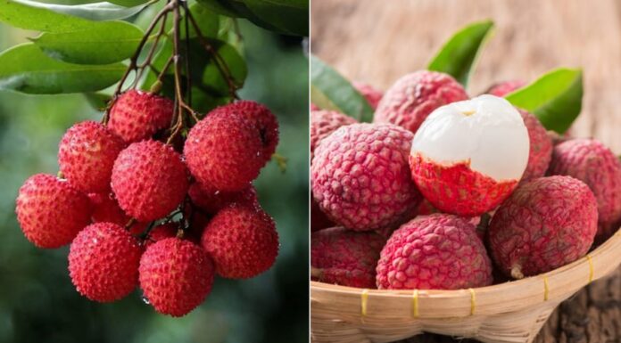 “Cooling Tips for a Refreshing Lychee Experience”