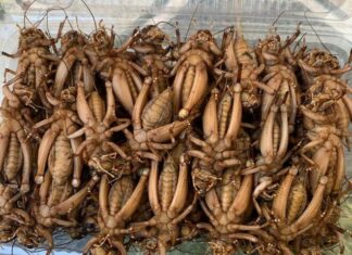 The Creature that Makes People’s “Hair Stand on End” is a Delicacy in Son La, Only Connoisseurs Find It Delicious.