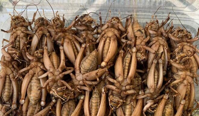 The Creature that Makes People’s “Hair Stand on End” is a Delicacy in Son La, Only Connoisseurs Find It Delicious.