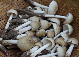 The Ultimate Delicacy: Unveiling the Million-Dollar Industry of Quảng Trị’s Rarest Treat