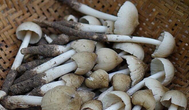 The Ultimate Delicacy: Unveiling the Million-Dollar Industry of Quảng Trị’s Rarest Treat