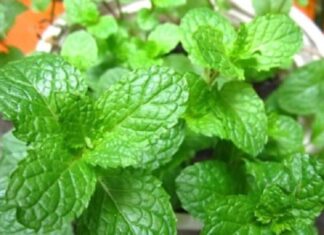 3 Everyday Herbs and Spices That Are Nature’s “Painkillers”