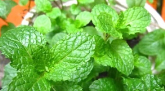3 Everyday Herbs and Spices That Are Nature’s “Painkillers”