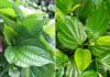 5 Powerful Remedies From Vietnamese Coriander – Discover the Healing Powers of This Garden Herb
