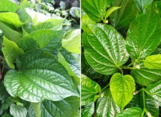 5 Powerful Remedies From Vietnamese Coriander – Discover the Healing Powers of This Garden Herb