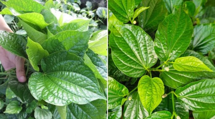 5 Powerful Remedies From Vietnamese Coriander – Discover the Healing Powers of This Garden Herb