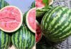 The Ultimate Guide to Watermelon Revival: A Second Chance for Your Fruit