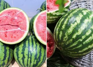 “Don’t Refrigerate Bad Watermelon, Try This Instead”