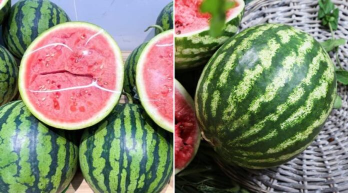 The Ultimate Guide to Watermelon Revival: A Second Chance for Your Fruit