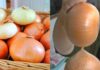 Onion Storage: A Guide to Keeping Onions Fresh for Up to Six Months