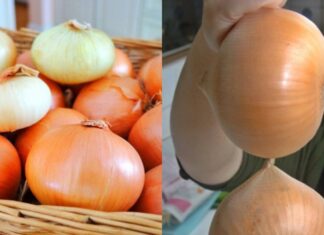 Onion Storage: A Guide to Keeping Onions Fresh for Up to Six Months