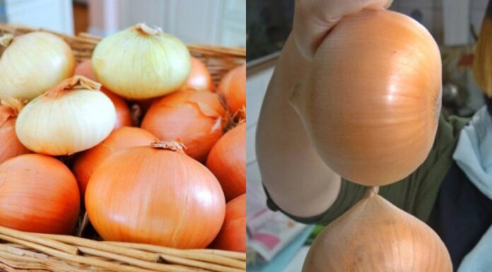Onion Storage: A Guide to Keeping Onions Fresh for Up to Six Months