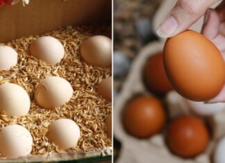 Preserving Eggs Without a Fridge: Keep Them Fresh for a Month with This Easy Method