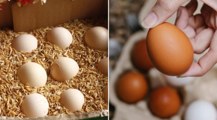 Preserving Eggs Without a Fridge: Keep Them Fresh for a Month with This Easy Method