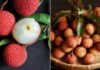 Preserving Fresh Lychees: A Guide to Keeping Them Crisp and Unbruised All Year Round