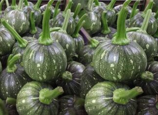 “The Unassuming Superfood: This Inexpensive Green Vegetable Packs a Punch with 10 Times More Folic Acid Than an Apple”