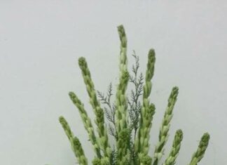 “The Art of Vastu: Elevating Wealth and Prosperity through Altar Flower Arrangement”