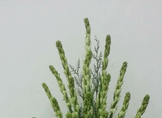 “The Art of Vastu: Elevating Wealth and Prosperity through Altar Flower Arrangement”