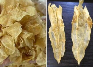 The Hidden Treasure of the Sea: How This Fish’s Roe Rivals Bird’s Nest and Ginseng in Value