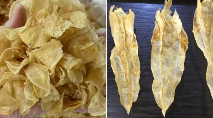 The Hidden Treasure of the Sea: How This Fish’s Roe Rivals Bird’s Nest and Ginseng in Value