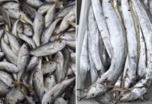 5 Wild-Caught Fish With Delicious Flesh That Are Affordable and Impossible to Farm: A Shopper’s Guide