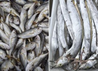 5 Wild-Caught Fish With Delicious Flesh That Are Affordable and Impossible to Farm: A Shopper’s Guide