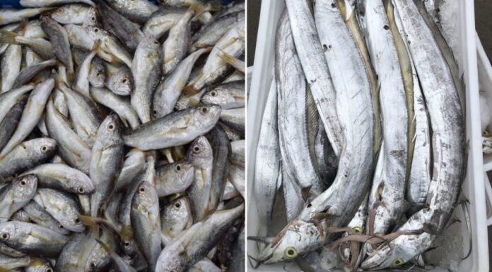 5 Wild-Caught Fish With Delicious Flesh That Are Affordable and Impossible to Farm: A Shopper’s Guide