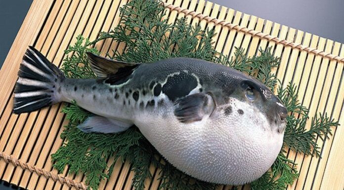 6 Types of Nutritious Fish That May Contain High Levels of Mercury: Especially the First Type, a Favorite for Many