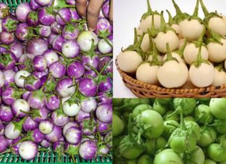 “6 Tips to Ensure Your Salt-Fermented Yard-Long Beans Stay Crisp, Fresh, and Mold-Free”