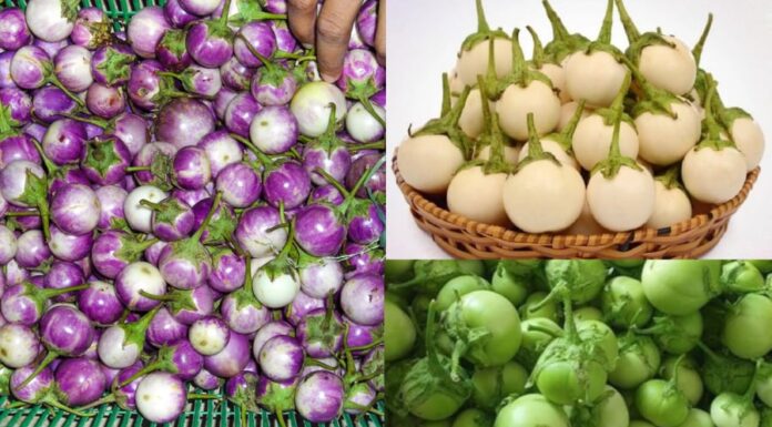 “6 Tips to Ensure Your Salt-Fermented Yard-Long Beans Stay Crisp, Fresh, and Mold-Free”