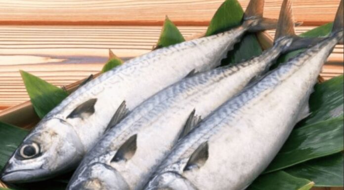 The Ultimate Fish: A Delicious and Nutritious Alternative to Salmon, at Half the Price.