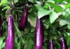 Who Should Avoid Eating Eggplants?